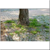 2020-06-26 Hugo-Gottschlich-Park Baumscheibe 01.JPG